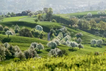 Kirschblüte Jurapark Aargau